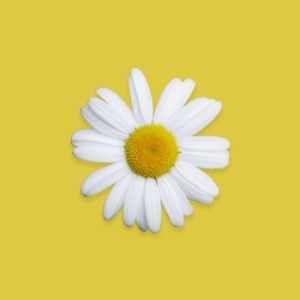 Meet your Posher, Deyanira